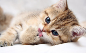 I couldn't think of any other images to use, so here's a picture of a cute kitty...